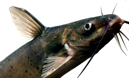 Ictalurus punctatus_07.jpg